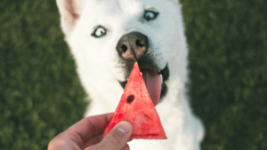 How To Keep Your Dog Cool In Summer: Useful Tips for Dog Owners