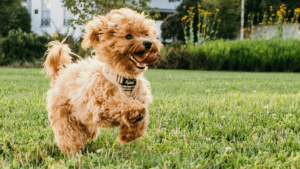 The Importance of Regular Dog Poop Cleanup: Keeping Your Yard Clean and Safe