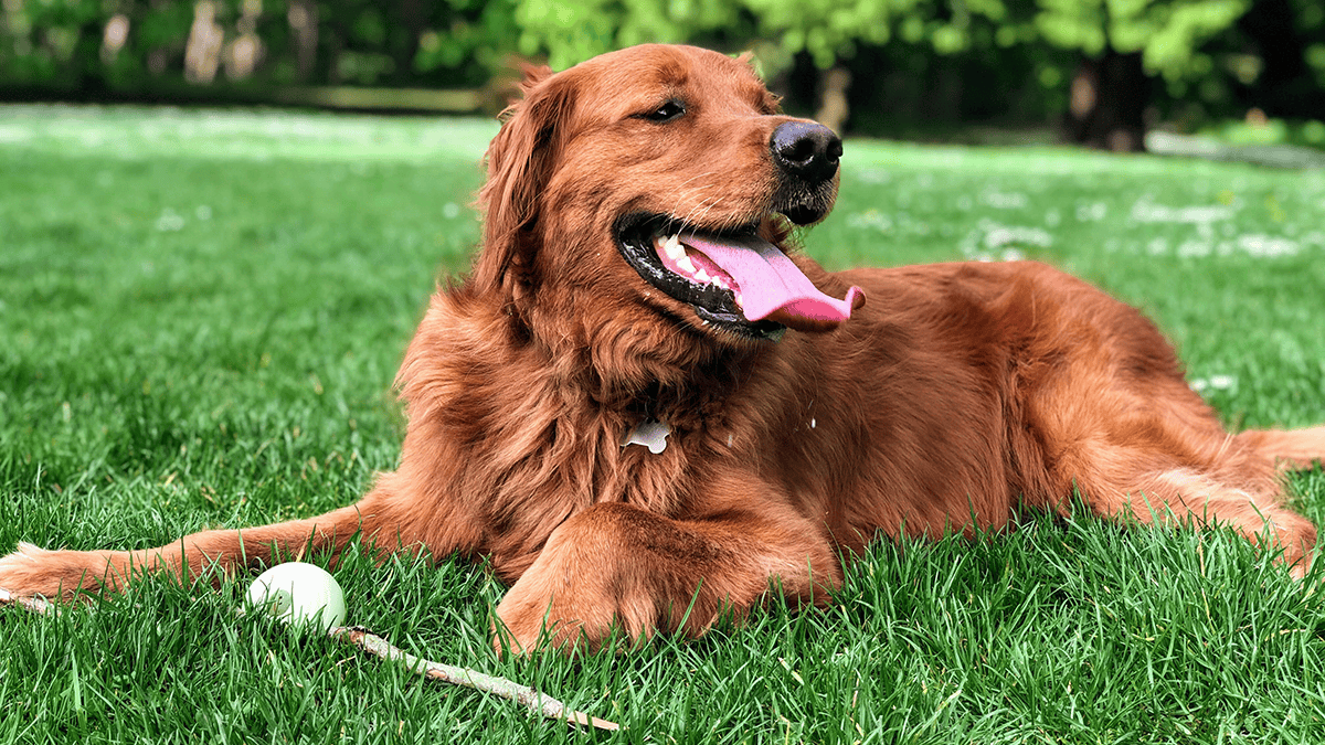 Keeping Your Dog Healthy With Age-Appropriate Exercise